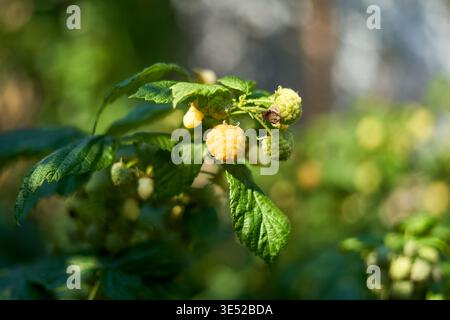 Close-up of a raspberry plant branch featuring ripe yellow (golden) raspberries alongside unripe green berries. The image showcases vibrant green Stock Photo