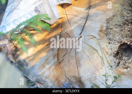 Old mossy tree stump illuminated by warm golden sun rays in a summer forest. Mystical nature background for wellness and peace. Stock Photo
