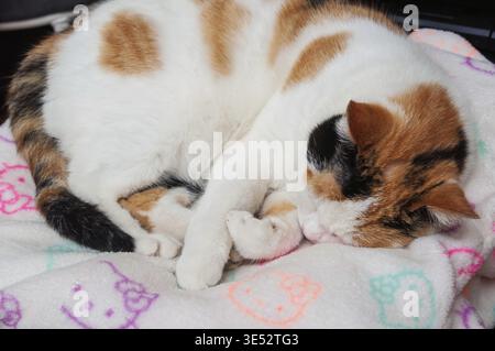 A beautiful calico cat is peacefully sleeping, curled up on a cozy, white blanket with a cute pattern. The cat's fur has a mix of colors Stock Photo