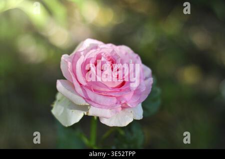 A single, soft pink rose with white outer petals unfolds its delicate layers in the gentle glow of sunlight, set against a bokeh of lush green foliage Stock Photo