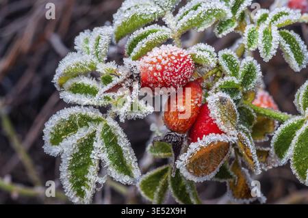 Vibrant red rose hips and green leaves are covered in delicate frost, creating a beautiful winter scene. The detail is exquisite Stock Photo