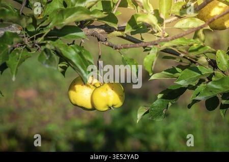 Close-up of two ripe yellow apples hanging from a branch, surrounded by lush green leaves in natural sunlight Stock Photo
