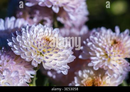 Close-up view of pale purple chrysanthemum flowers in full bloom, their petals exhibiting a delicate gradient of color Stock Photo