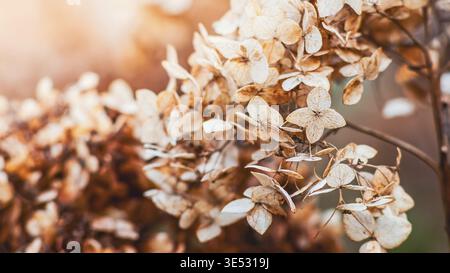 Close-up of dried hydrangea flowers in warm, autumnal tones with soft focus and natural light, evoking a sense of calm and the beauty of seasonal chan Stock Photo