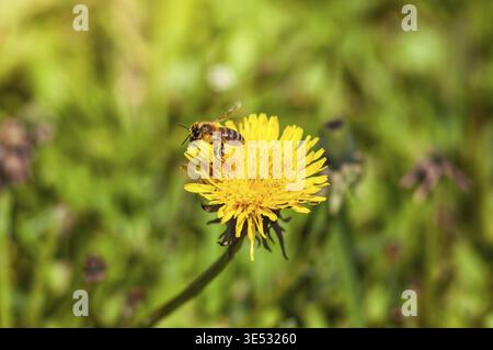 A honeybee is perched on a vibrant yellow dandelion against a backdrop of lush green grass in soft, diffused sunlight Stock Photo