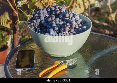 A bowl of dark purple grapes sits on a glass table with a phone and pruning shears. The background is blurred with greenery Stock Photo