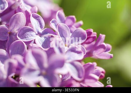 Fruehling Flieder Blumen Makro, bluehende Garten Baeume und Straeucher, Weichzeichner. Gesaettigte Farbe Hintergrund mit Unschaerfe Stock Photo
