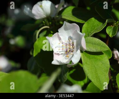 Spring flowers. European Wild Apple or Crab apple blossom - Malus sylvestris. newly opened. Selective shallow focus. Oeiras, Lisbon, Portugal. Stock Photo