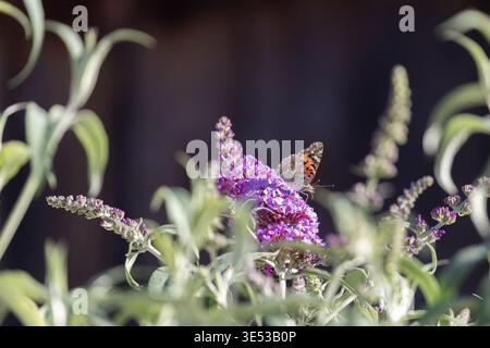 painted lady butterfly Vanessa cardui on a buddleia bush also called a butterfly bush . In a California garden March 2026 Stock Photo