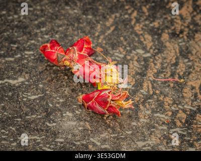 Detailed macro photograph of fallen red maple tree buds and yellow stamens on a wet dark textured asphalt surface after spring rain Stock Photo