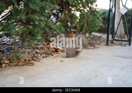 Close up of gray squirrel holding food on concrete ground. Cute urban wildlife animal with soft bokeh background and copy space. Stock Photo