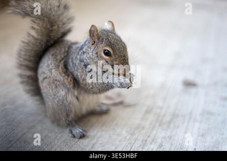 Close up of gray squirrel holding and eating food on pavement. Cute wild animal in urban environment with soft background and copy space. Stock Photo