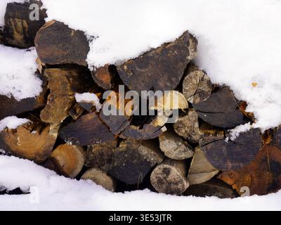 A neatly stacked pile of cut firewood sits partially covered by a thick layer of fresh white snow in Gatineau Park, Quebec Stock Photo