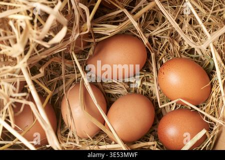 brown chicken eggs in dry straw, organic straw scattered over the eggs, top view of natural rustic farm fresh organic produce concept Stock Photo
