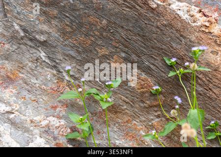 Small purple wildflowers with green leaves growing from rough textured rock surface showing resilience nature growth contrast and natural outdoor envi Stock Photo