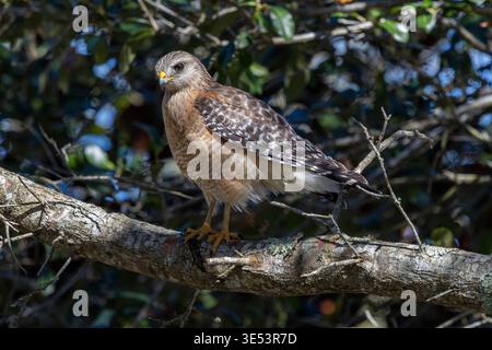 A wild red-shouldered hawk (Buteo lineatus) sits majestically on a weathered oak branch in a forest. High-resolution wildlife photography showcasing t Stock Photo