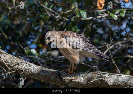 A wild red-shouldered hawk (Buteo lineatus) sits majestically on a weathered oak branch in a forest. High-resolution wildlife photography showcasing t Stock Photo