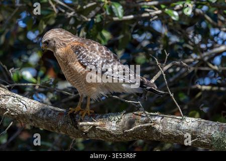 A wild red-shouldered hawk (Buteo lineatus) sits majestically on a weathered oak branch in a forest. High-resolution wildlife photography showcasing t Stock Photo