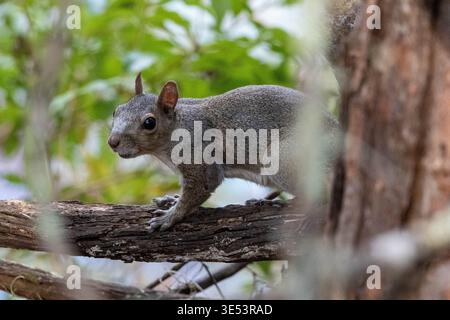 A sharp, detailed profile shot of an Eastern Gray Squirrel (Sciurus carolinensis) perched cautiously on a textured tree branch. The image features a s Stock Photo