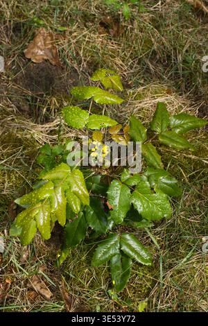 Close-up of fresh green leaves with raindrops on a forest floor, surrounded by grass, moss, and small wildflowers. The natural light highlights textur Stock Photo