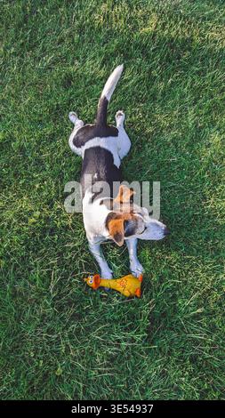 Dog lying on grass with rubber chicken toy in sunny overhead view Stock Photo