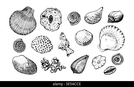 Vector illustration of assorted seashells and coral in black line art. Engraving style with precise contours. Ideal for marine design, prints, logos Stock Vector