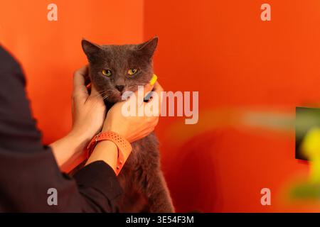 Gray domestic cat held gently by human hands indoors, set against a vivid orange background, showing contrast between soft fur texture and bright envi Stock Photo