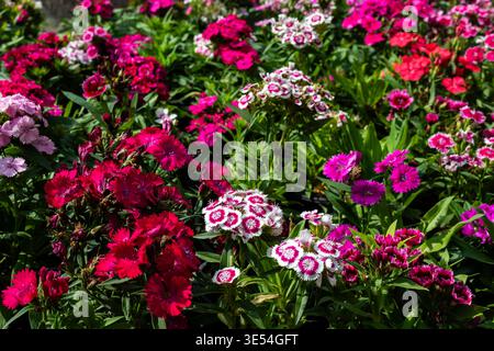 Pink and White Dianthus chinensis Flower Bed Close Up Stock Photo