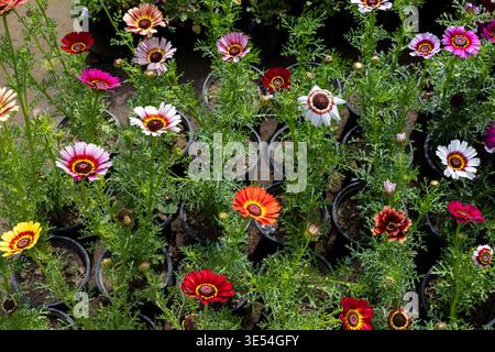 Ismelia carinata Tricolour Daisy Flowers Close Up Stock Photo
