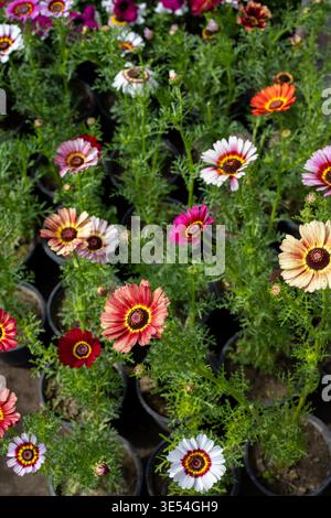 Tricolor Daisy Ismelia carinata Flower Plants Top View Stock Photo
