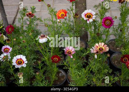 Closeup of a Tri Color Daisy Flowering Plants Stock Photo