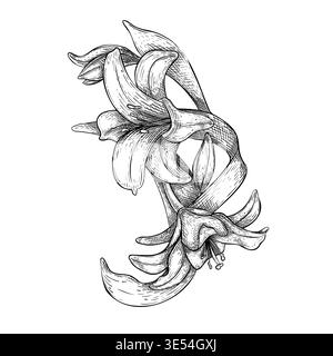 White lily and buds vector black white line art isolated. Lilium flower with petals and leaf botanical Illustration outline hand drawn. Design for Stock Vector