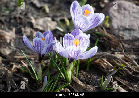 Three light purple crocus flowers with dark veins and bright orange stigmas emerge from short green stems. Unopened buds, white sheaths, and narrow st Stock Photo