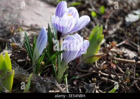Three light purple crocus flowers with dark veins and bright orange stigmas emerge from short green stems. Unopened buds, white sheaths, and narrow st Stock Photo