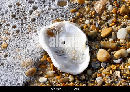 France, Morbihan, Carnac, oyster shell on the beach Stock Photo