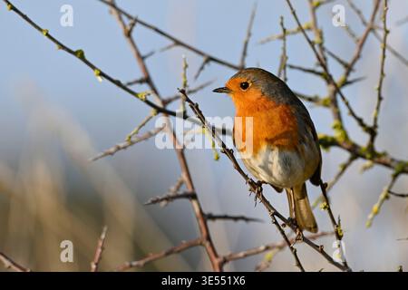 France, Morbihan, European Robin (Erithacus rubecula), perched on a branch Stock Photo