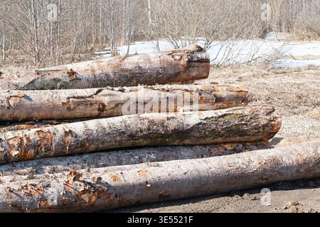 Stack of birch logs on the edge of spring forest. Timber material prepared for processing, woodworking, bioenergy, construction, or firewood in rural Stock Photo
