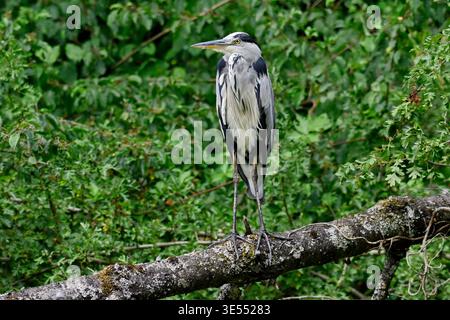 France, Doubs, Brognard, wading bird, Grey Heron (Ardea cinerea) perched on a branch Stock Photo