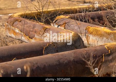 Large heavy pipes coiled across field, rusted patina and flaking corrosion, dry grass weaving through seams, warm golden light, abandoned infrastructu Stock Photo