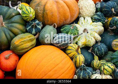 Lots of different pumpkins on display in northern Germany for Halloween Stock Photo