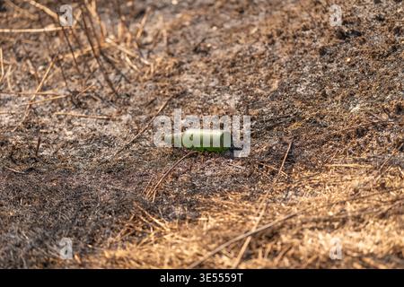 Empty green bottle in dry grass lying on scorched earth surrounded by brown stubble, harsh sunlight, symbol of littering and environmental neglect, cl Stock Photo