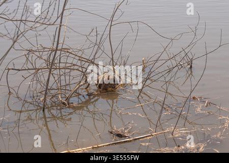 Tangled branches around beaver lodge in still muddy water, subtle ripples and reflected sky, dried reeds and chewed stumps, serene latewinter habitat Stock Photo