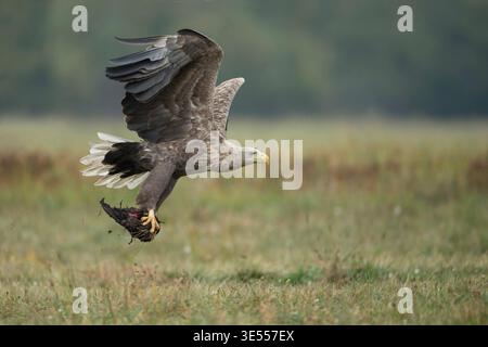 White-tailed Eagle / Sea Eagle / Seeadler ( Haliaeetus albicilla ) old adult in flight, taking off, carrying carrion in its huge talons, food opportunist, wildlife, Europe. Stock Photo