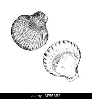 Vector illustration of two scallop shells in black line art. Detailed engraving style with fine contours. Ideal for marine themes, logos, packaging Stock Vector