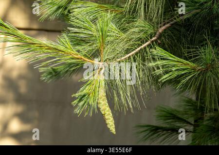 Paro Bhutan,  cone and needles of a pinus bhutanica or pinus wallichiana Stock Photo