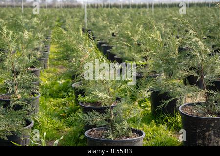 Rows of potted conifer plants in outdoor nursery with overhead spray irrigation system for landscape plant production Stock Photo