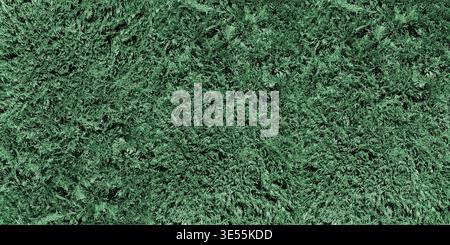 Thuja bush hedge, leaf large texture. Green plant natural pattern widescreen background Stock Photo