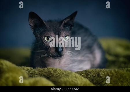Portrait of Lykoi cat chilling on a green blanket and looking away. Horizontal image with soft focus. Stock Photo