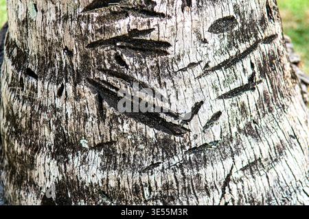 Close-up texture of tree bark with horizontal grooves, dark markings and natural cracks, characteristic of coconut palm trunk. Captures authentic orga Stock Photo