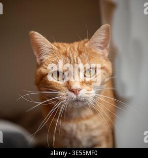 ginger cat Stock Photo